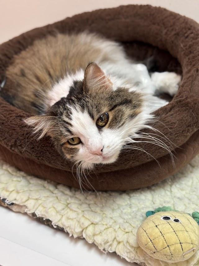 Enlarge Skye, a Adoptable Domestic Long Hair in The Colony, TX image 1/6