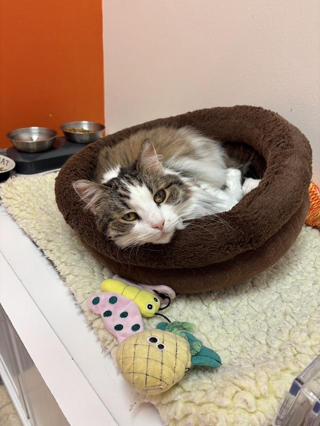 Enlarge Skye, a Adoptable Domestic Long Hair in The Colony, TX image 6/6