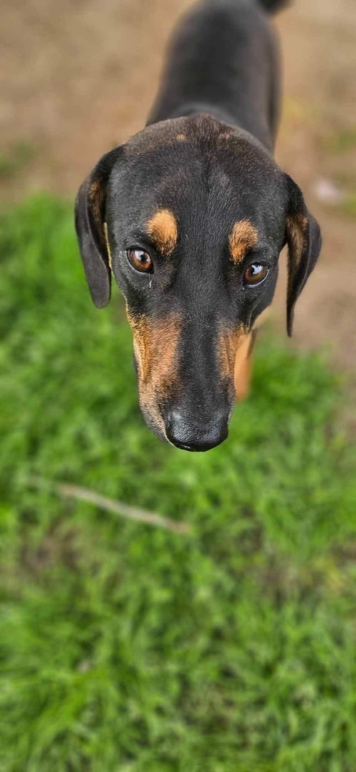 Frank