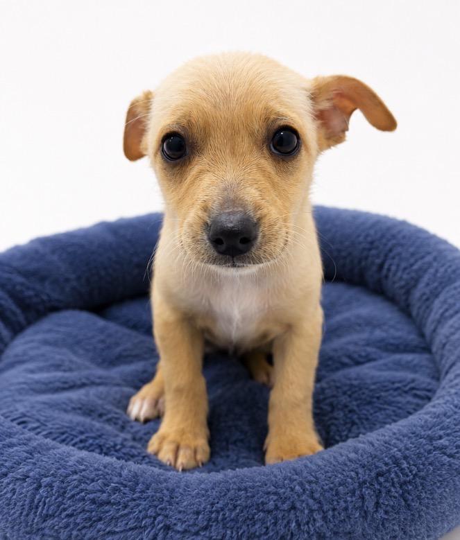 Arrow, ADOPTABLE, Puppy Male Chihuahua.