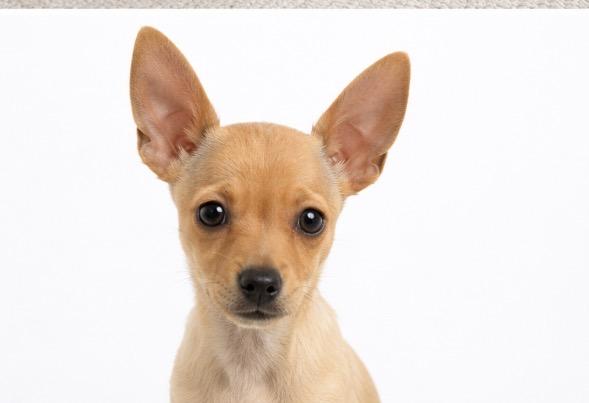 Enlarge Arrow, a ADOPTABLE mixed breed in Corona, CA image 4/5