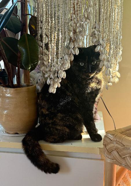 Tammy, Adoptable, Adult Female Domestic Short Hair.