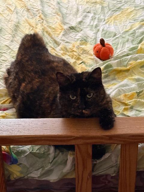 Enlarge Tammy, a Adoptable mixed breed in Pawtucket, RI image 2/6