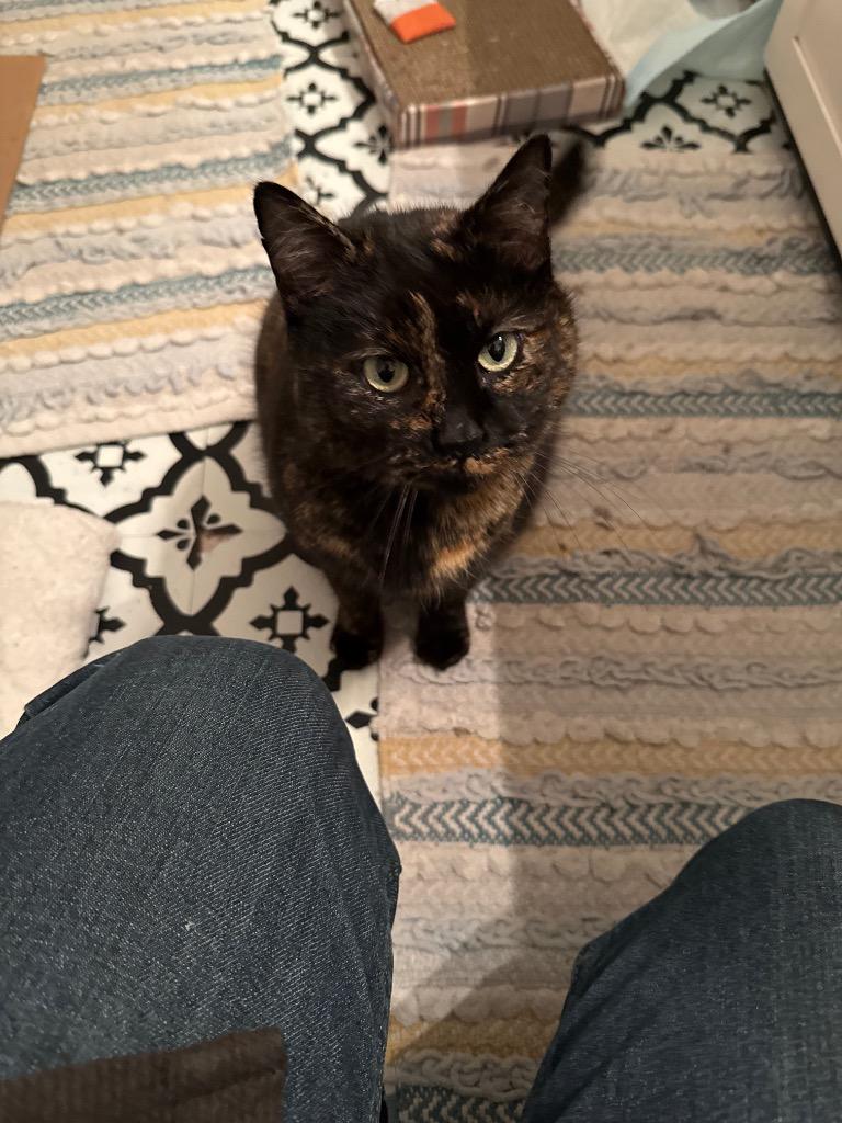 Enlarge Tammy, a Adoptable mixed breed in Pawtucket, RI image 3/6