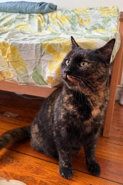 Enlarge Tammy, a Adoptable mixed breed in Pawtucket, RI image 4/6