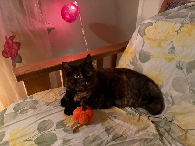 Enlarge Tammy, a Adoptable mixed breed in Pawtucket, RI image 5/6