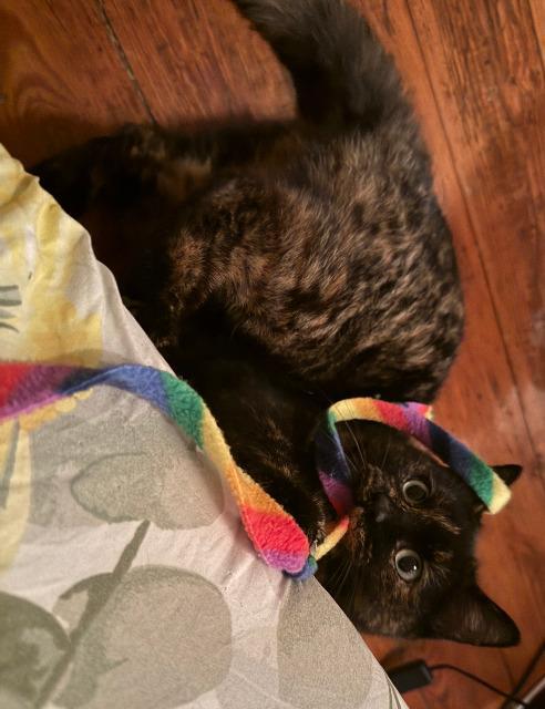 Enlarge Tammy, a Adoptable mixed breed in Pawtucket, RI image 6/6