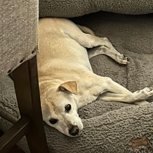 6646 Max, Senior Male unknown