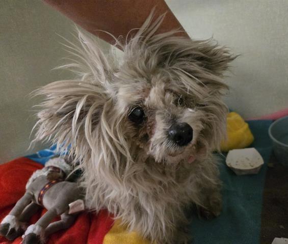 Toby, a Adoptable mixed breed in Studio City, CA image 5/5
