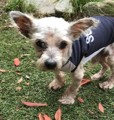 Toby photo 2