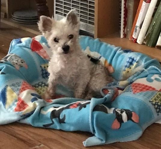 Toby, a Adoptable mixed breed in Studio City, CA image 1/5