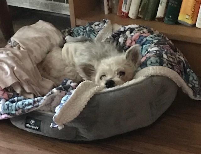 Toby, a Adoptable mixed breed in Studio City, CA image 4/5