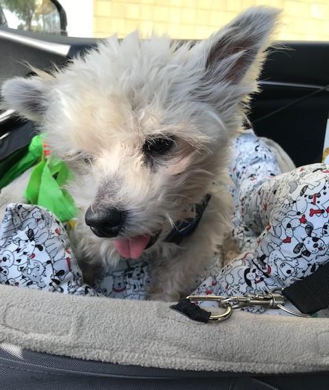 Toby, a Adoptable mixed breed in Studio City, CA image 2/5