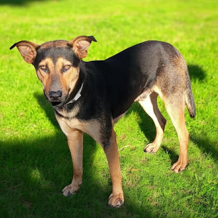 RALPH GS — thumbnail 2