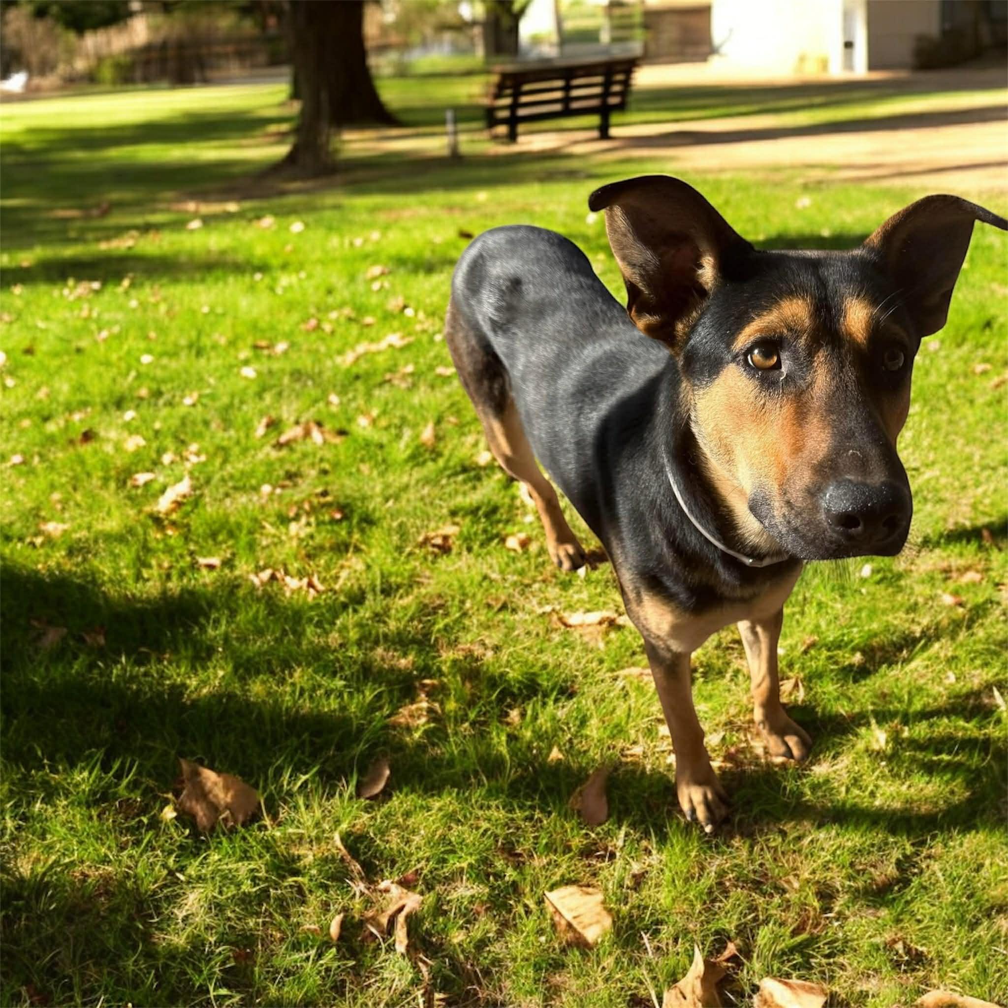 RALPH GS — thumbnail 3