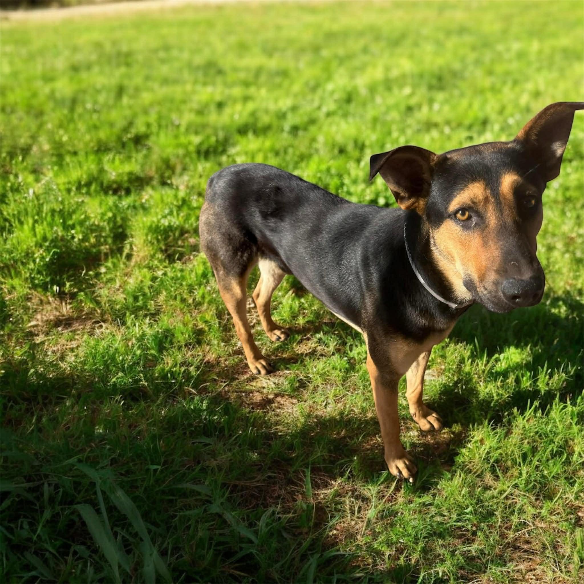 RALPH GS — thumbnail 4