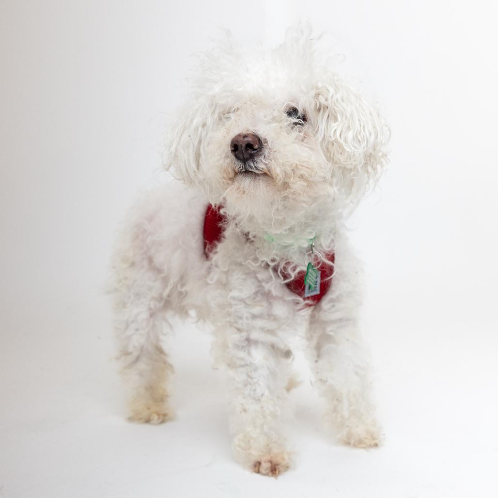 Brick 13911, Adoptable, Senior Male Maltese & Poodle.