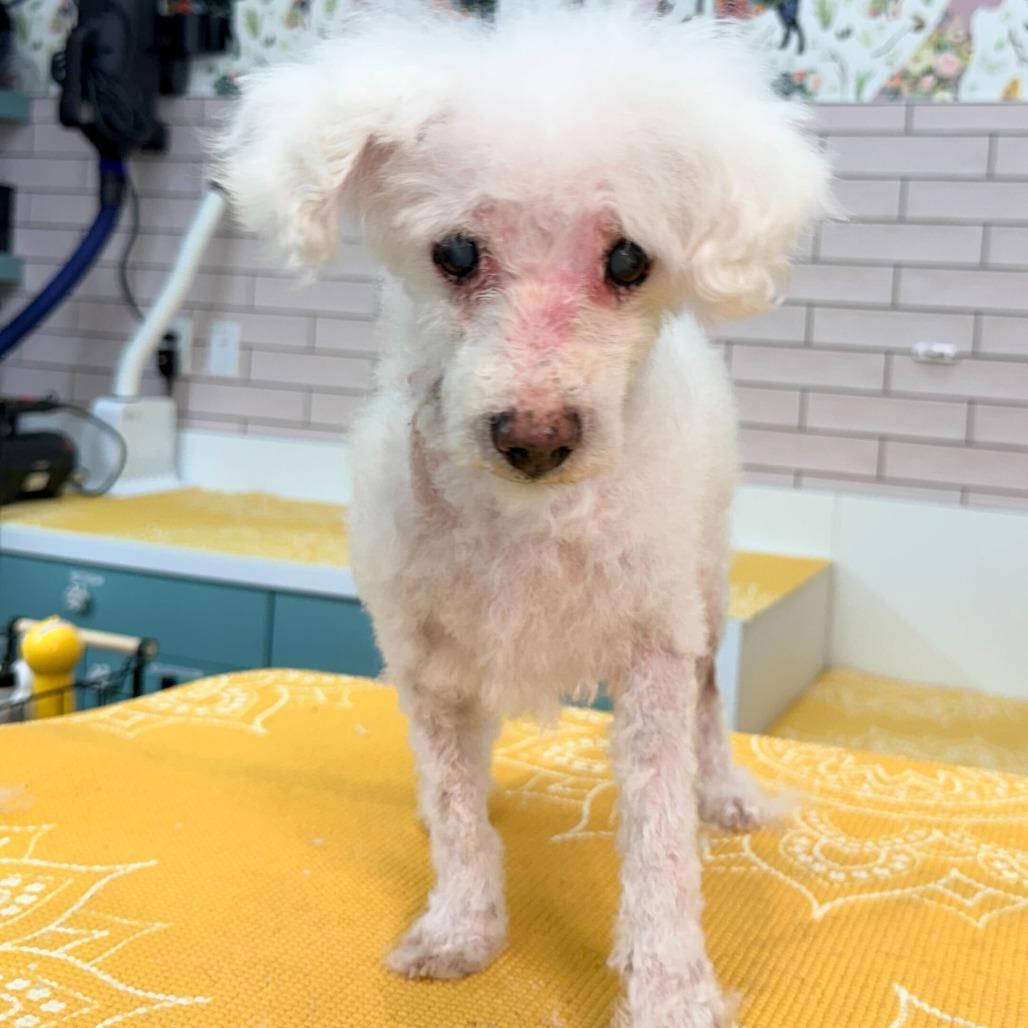 Enlarge Brick 13911, a Adoptable mixed breed in San Francisco, CA image 2/6