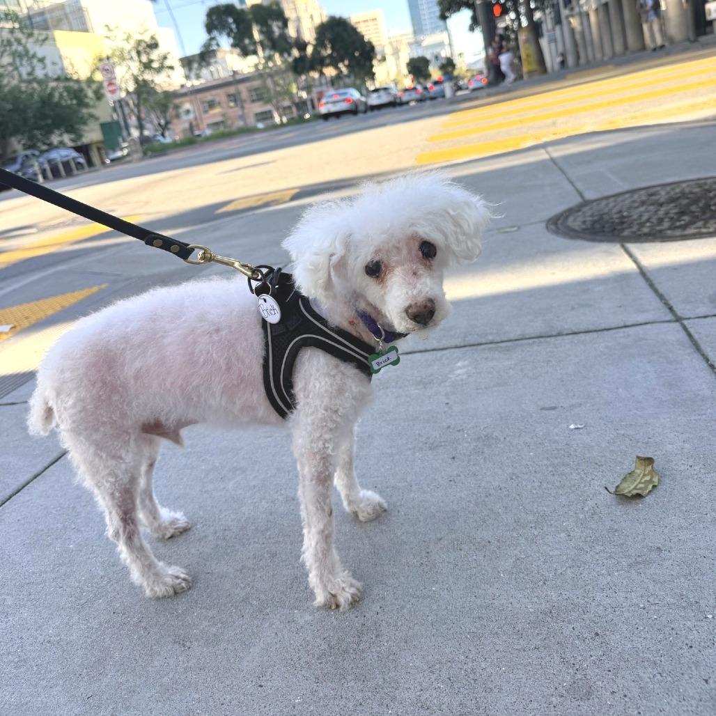 Enlarge Brick 13911, a Adoptable mixed breed in San Francisco, CA image 3/6