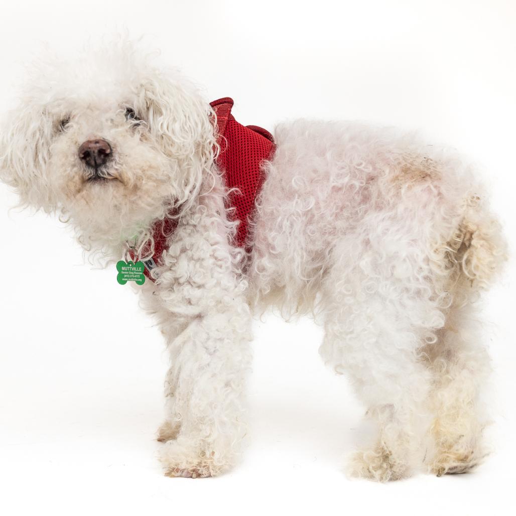 Enlarge Brick 13911, a Adoptable mixed breed in San Francisco, CA image 4/6