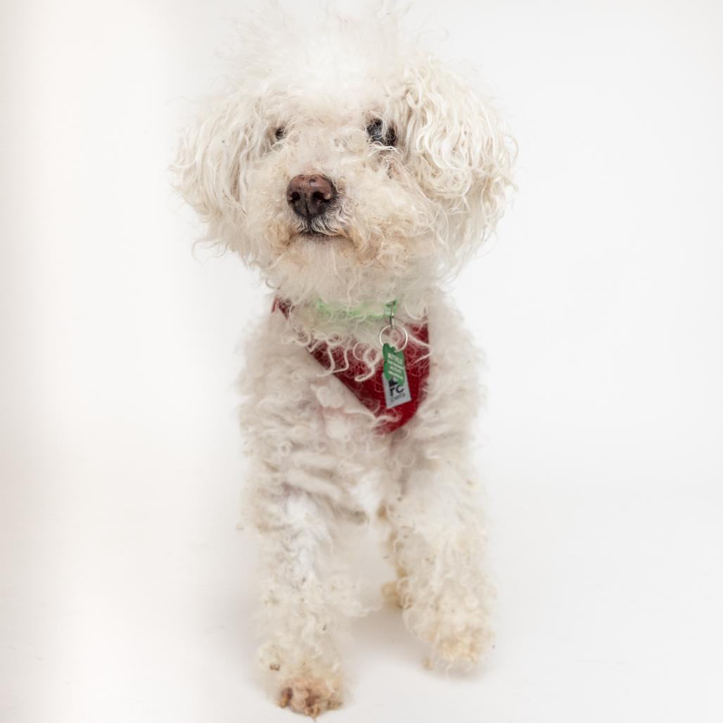 Enlarge Brick 13911, a Adoptable mixed breed in San Francisco, CA image 5/6