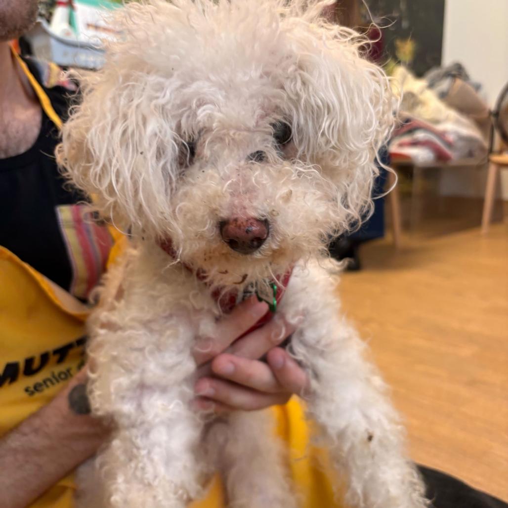 Enlarge Brick 13911, a Adoptable mixed breed in San Francisco, CA image 6/6