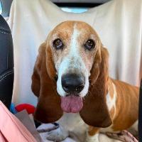 Enlarge Daisy, an adopted Basset Hound in Albany, NY image 1/3