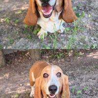 Enlarge Daisy, an adopted Basset Hound in Albany, NY image 2/3