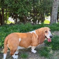 Enlarge Daisy, an adopted Basset Hound in Albany, NY image 3/3