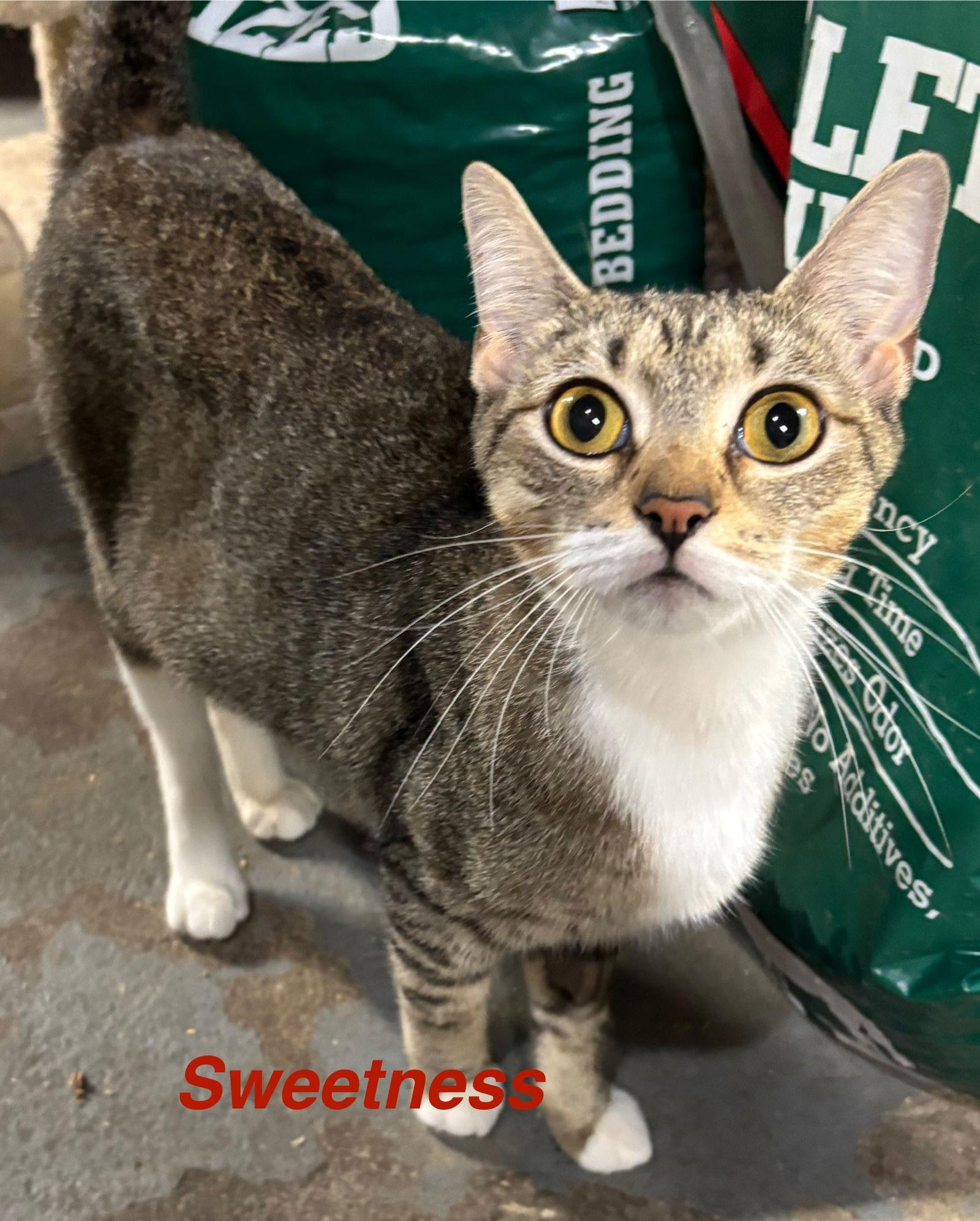 Sweetness, Adoptable, Young Female Domestic Short Hair.