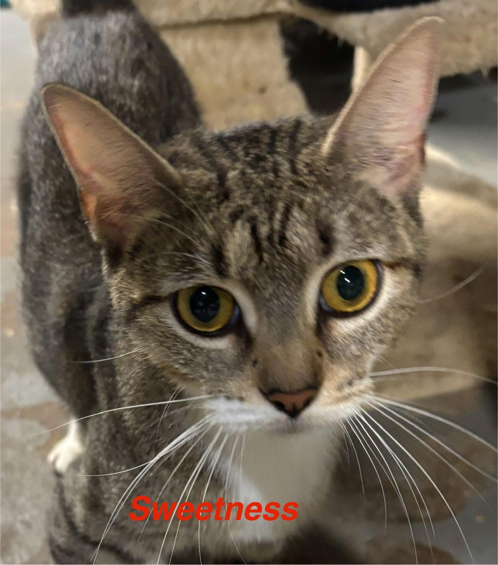 Sweetness, a Adoptable Domestic Short Hair in Naugatuck, CT image 1/3