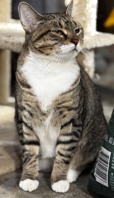 Sweetness, Adoptable, Young Female Domestic Short Hair.