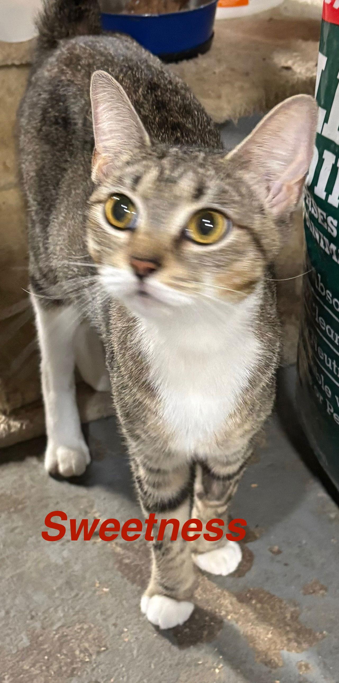 Sweetness, a Adoptable Domestic Short Hair in Naugatuck, CT image 3/3