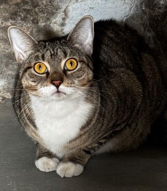 Enlarge Sweetness, a Adoptable Domestic Short Hair in Naugatuck, CT image 2/3