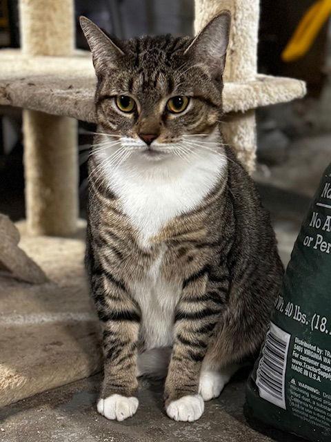 Enlarge Sweetness, a Adoptable Domestic Short Hair in Naugatuck, CT image 3/3