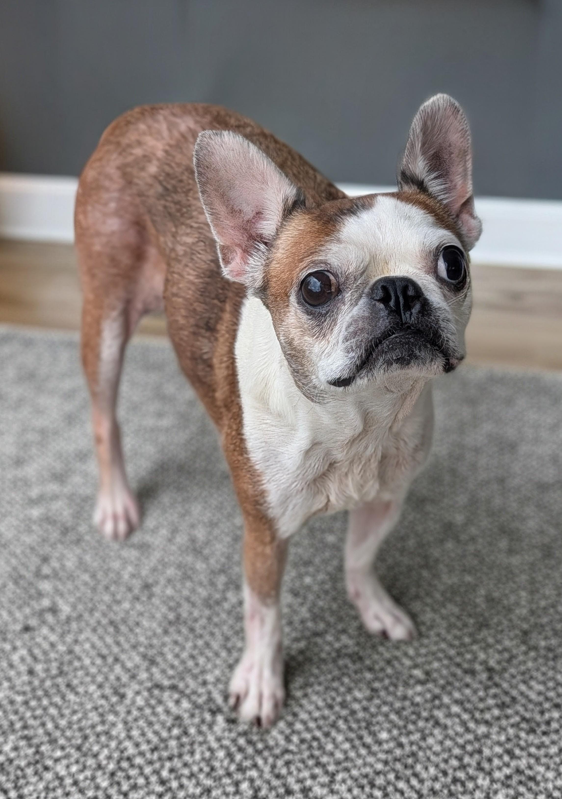 Belle, Adoptable, Adult Female Boston Terrier.