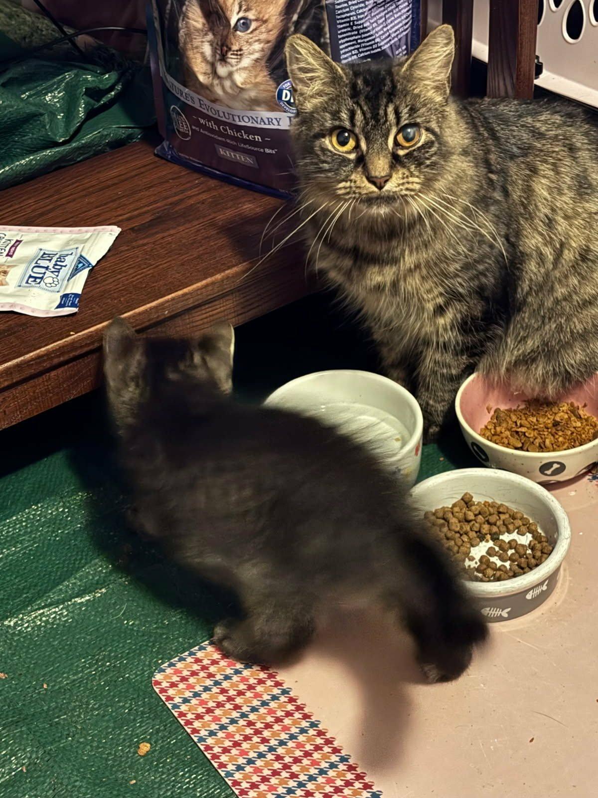 Enlarge Maizie, a ADOPTABLE Domestic Long Hair in Franklin, MA image 2/2