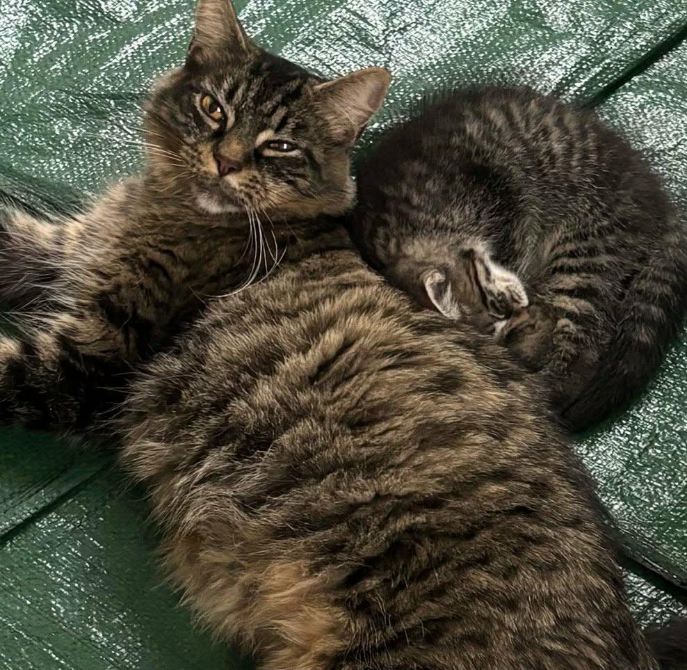 Maizie, ADOPTABLE, Young Female Domestic Long Hair.