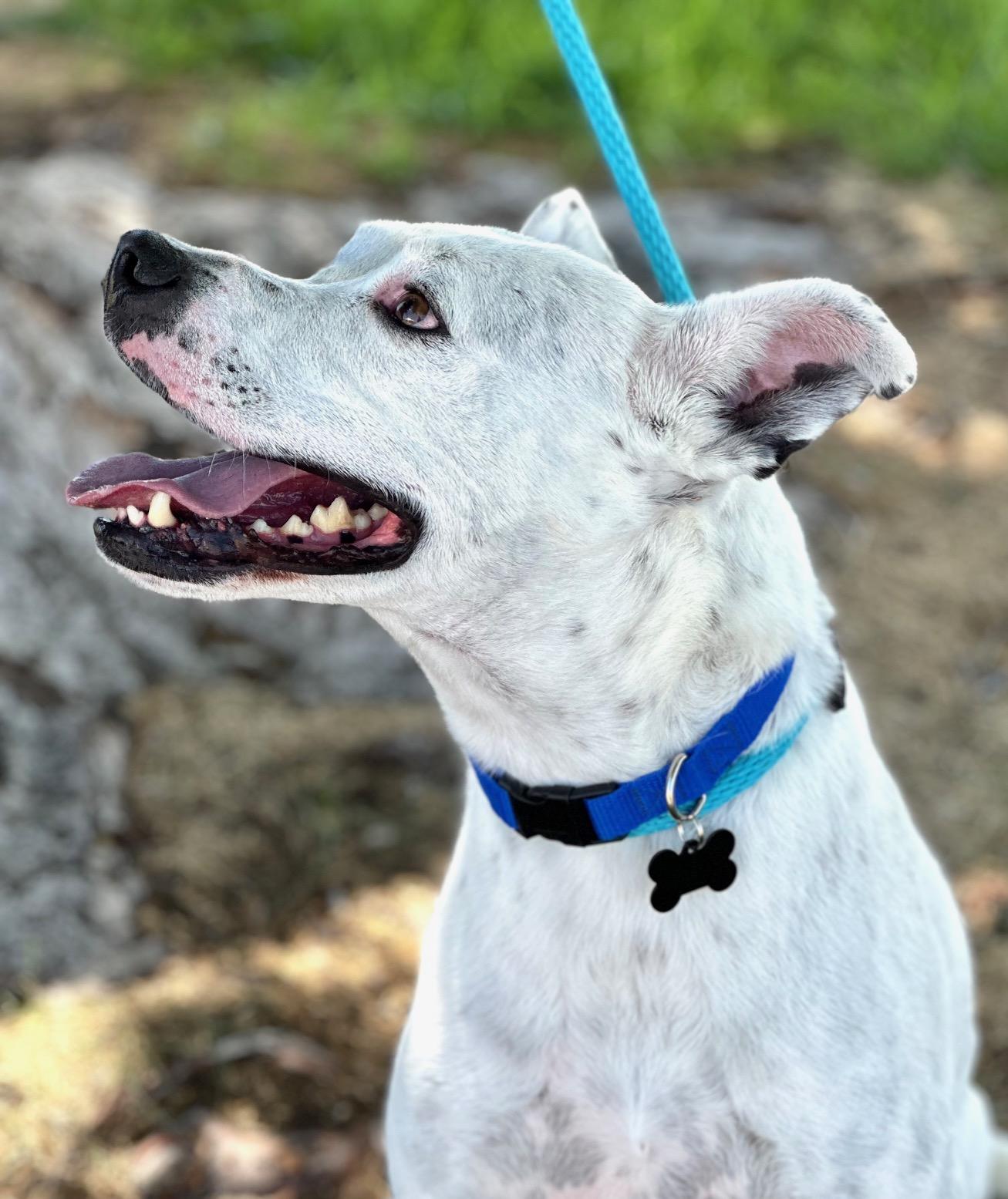 Woola, a Adoptable mixed breed in Albuquerque, NM image 3/6