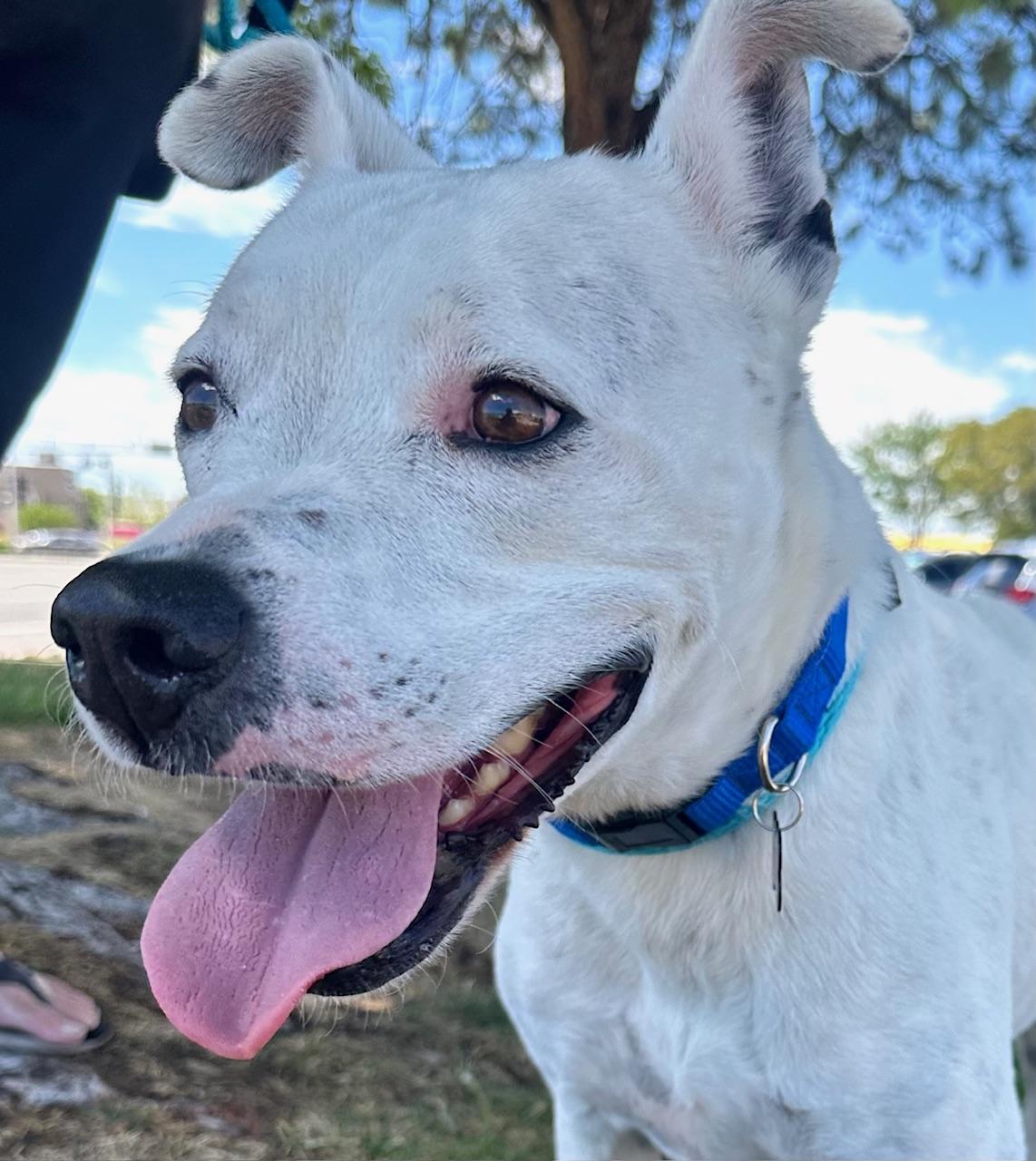 Woola, Adoptable, Adult Male Boxer.