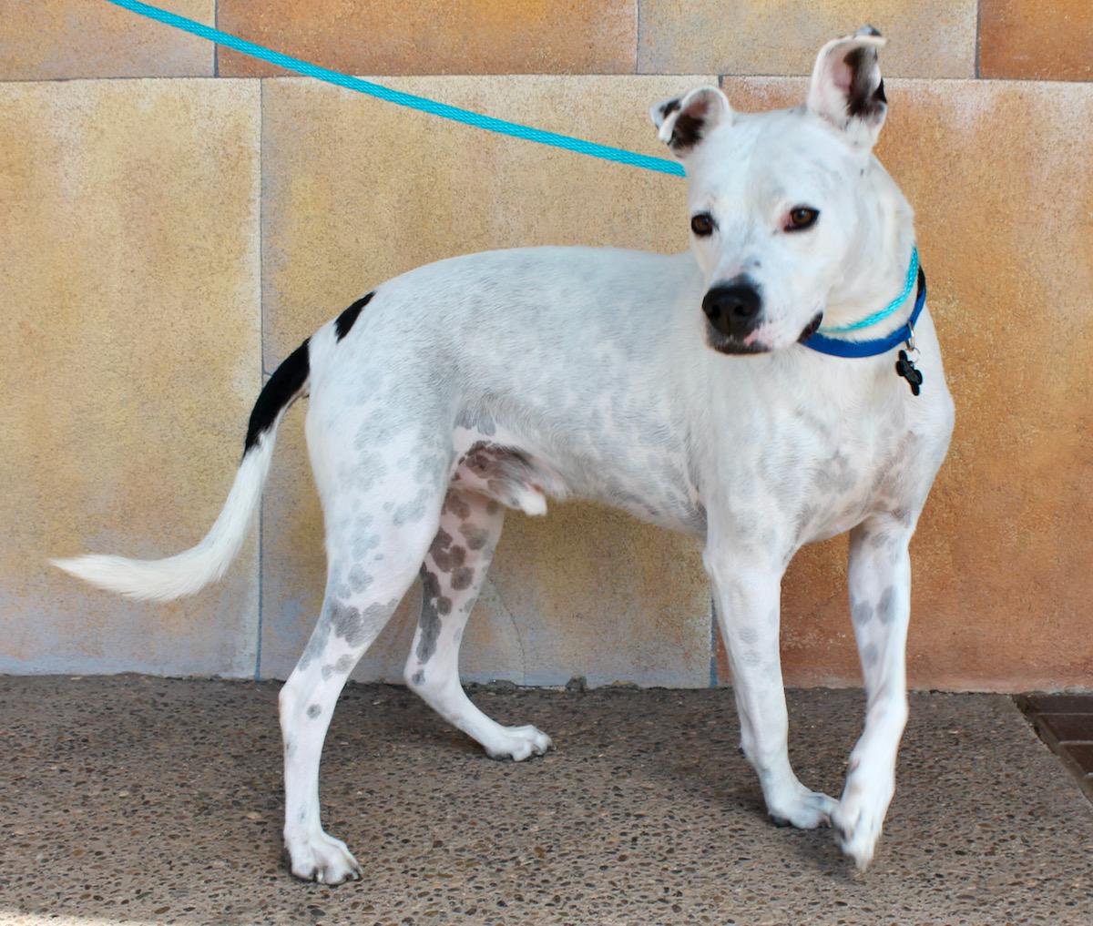 Woola, a Adoptable mixed breed in Albuquerque, NM image 6/6