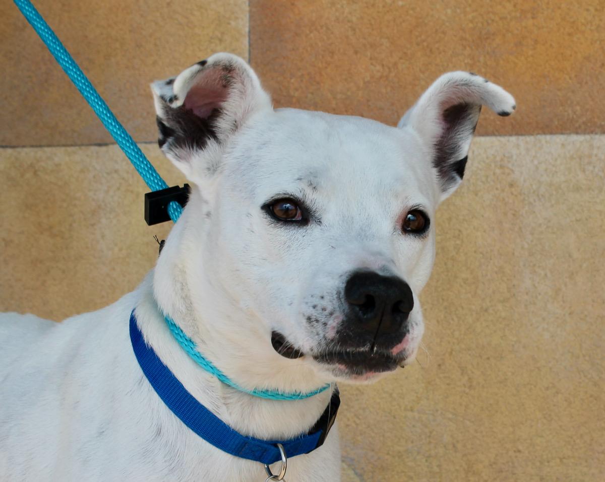 Woola, a Adoptable mixed breed in Albuquerque, NM image 4/6