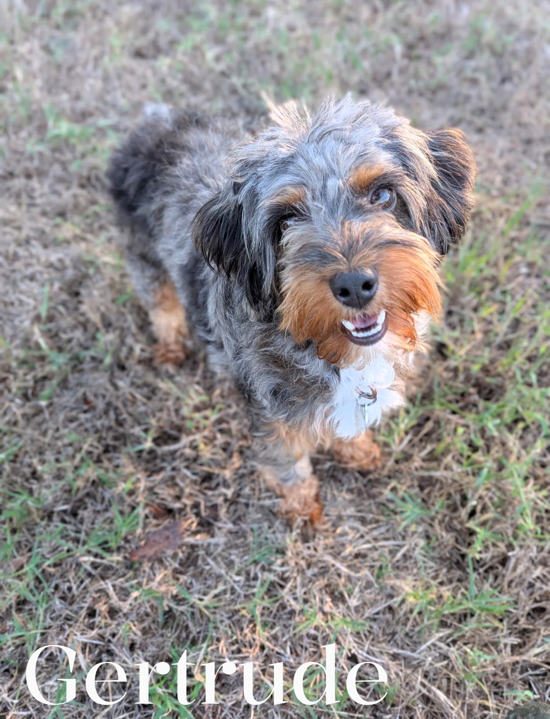 Enlarge Gertrude, a Adoptable mixed breed in Spring hill, TN image 2/4
