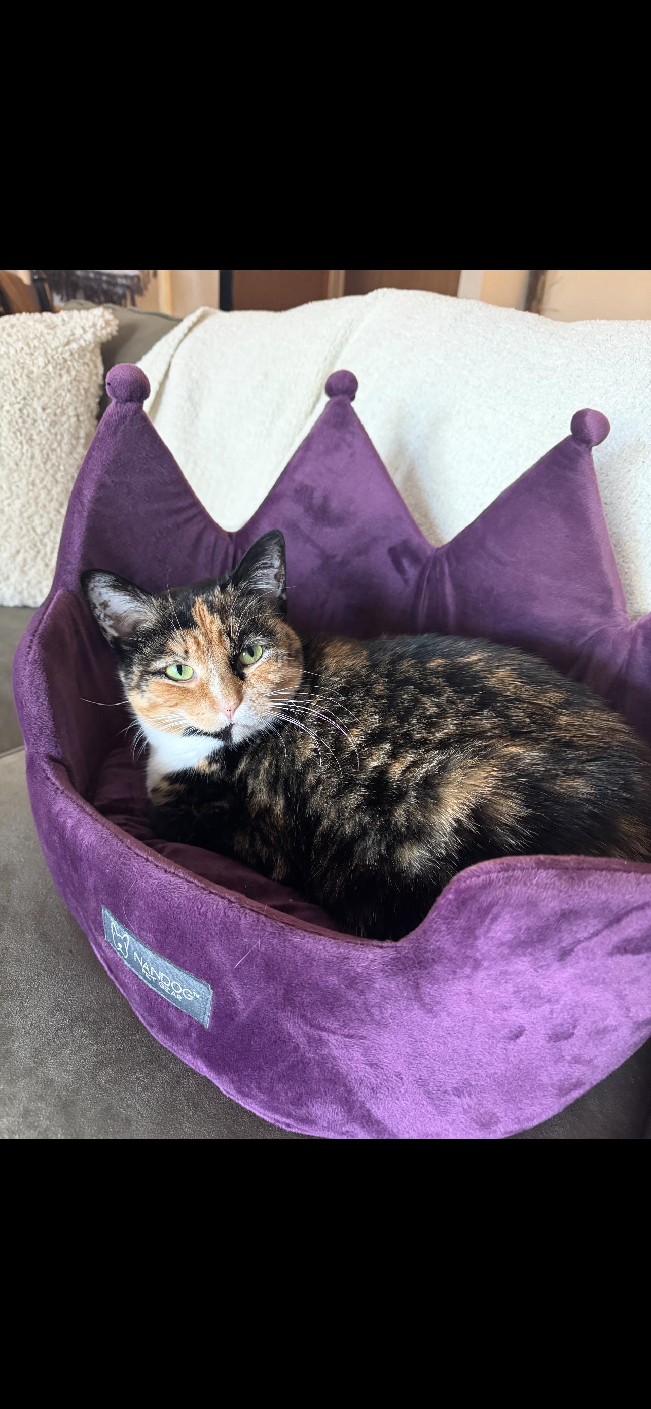 Pepper, a Adoptable Domestic Short Hair in Wheaton, IL image 1/3