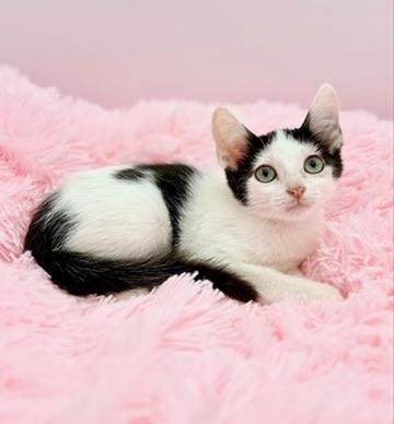 Enlarge Cherry Pepsi, a Adoptable Domestic Short Hair in Covington, LA image 1/6