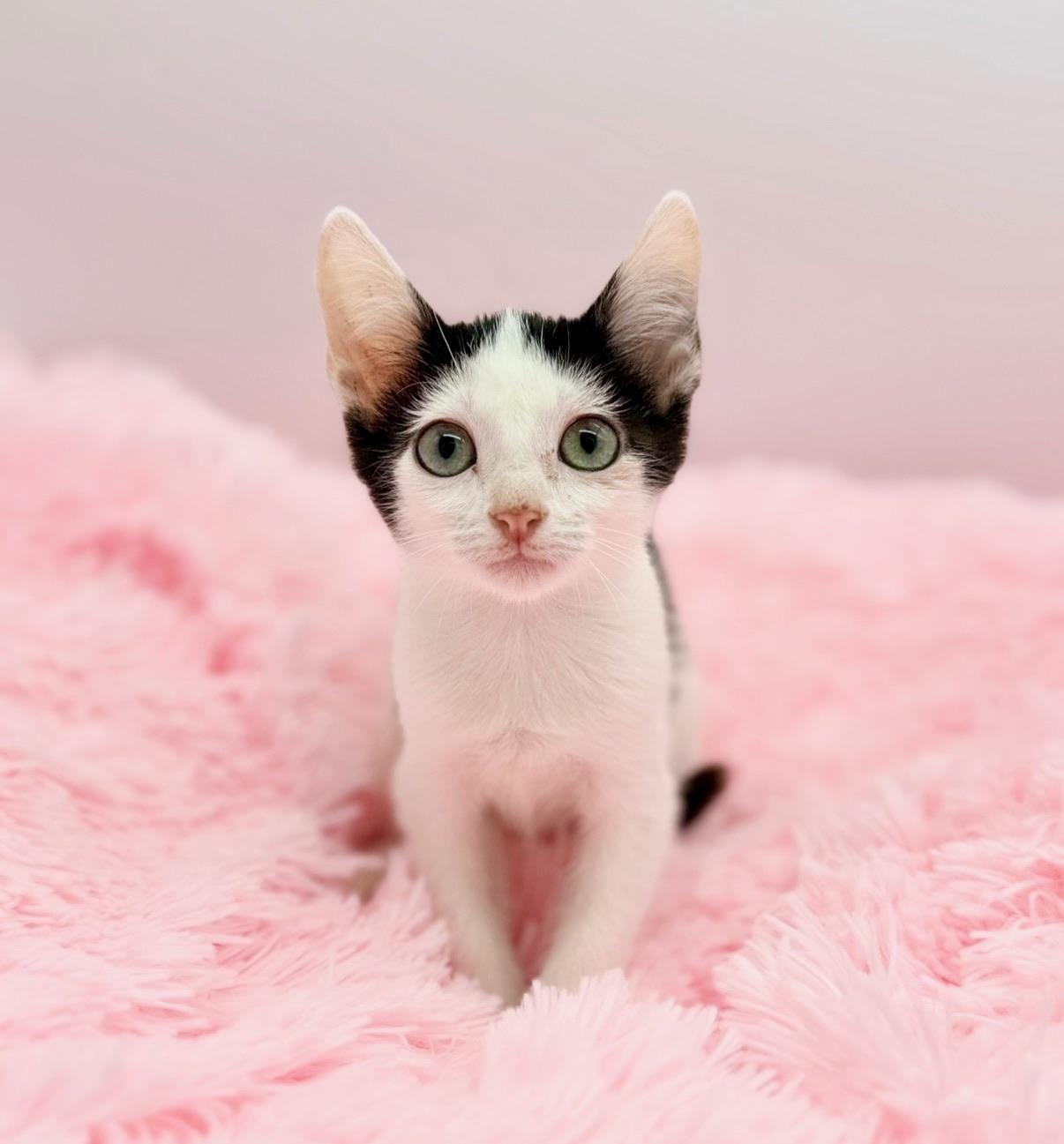 Enlarge Cherry Pepsi, a Adoptable Domestic Short Hair in Covington, LA image 6/6