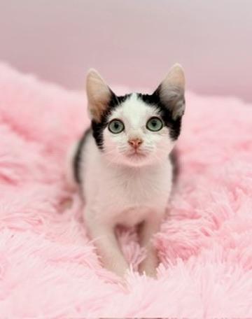 Enlarge Cherry Pepsi, a Adoptable Domestic Short Hair in Covington, LA image 3/6