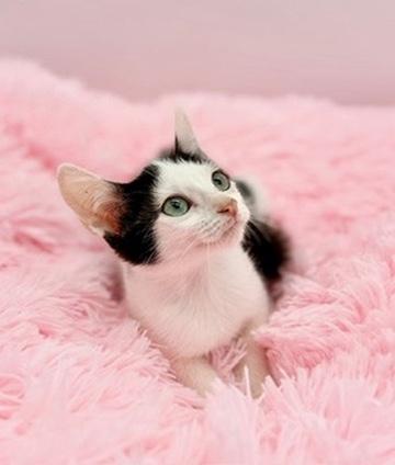 Enlarge Cherry Pepsi, a Adoptable Domestic Short Hair in Covington, LA image 2/6