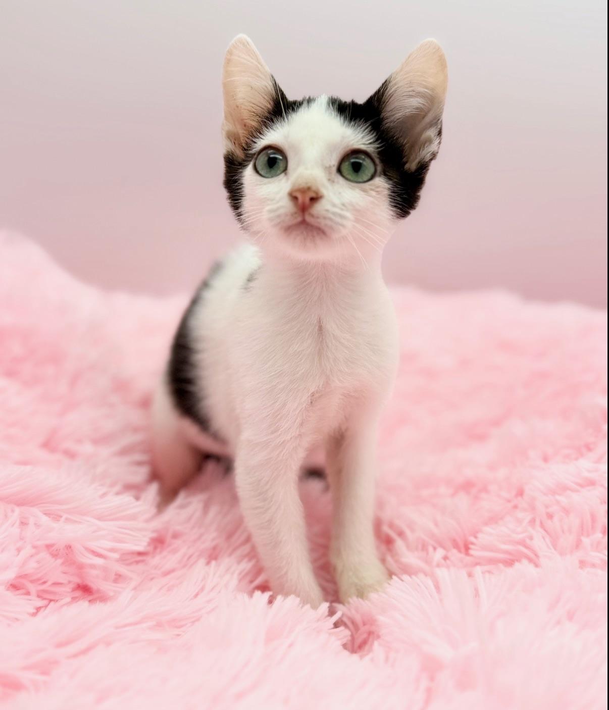 Enlarge Cherry Pepsi, a Adoptable Domestic Short Hair in Covington, LA image 5/6