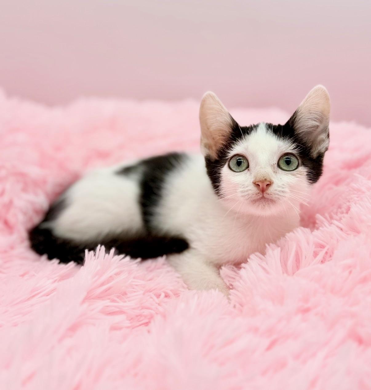 Enlarge Cherry Pepsi, a Adoptable Domestic Short Hair in Covington, LA image 4/6